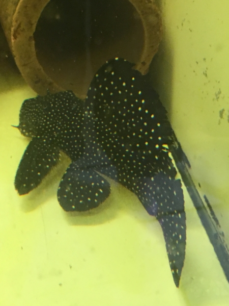 Segelflossen-Rüsselzahnwels L240,  Leporacanthicus sp., ca.20 cm